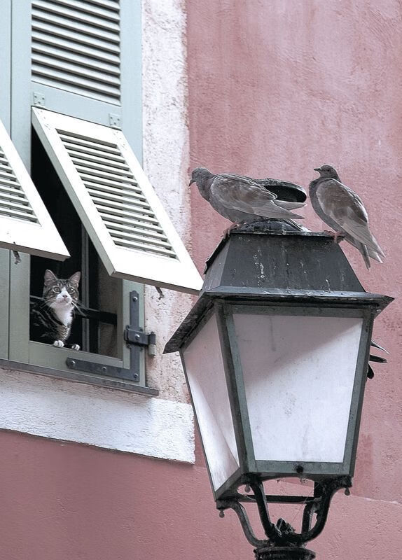 IM体育App下载-跨界王权，当骑士封锁森林狼，东契奇在F1赛道接管年度争冠